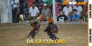Đá Gà Cựa Dao