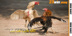 Đá Gà Cựa Sắt