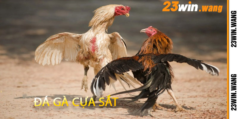 Đá Gà Cựa Sắt
