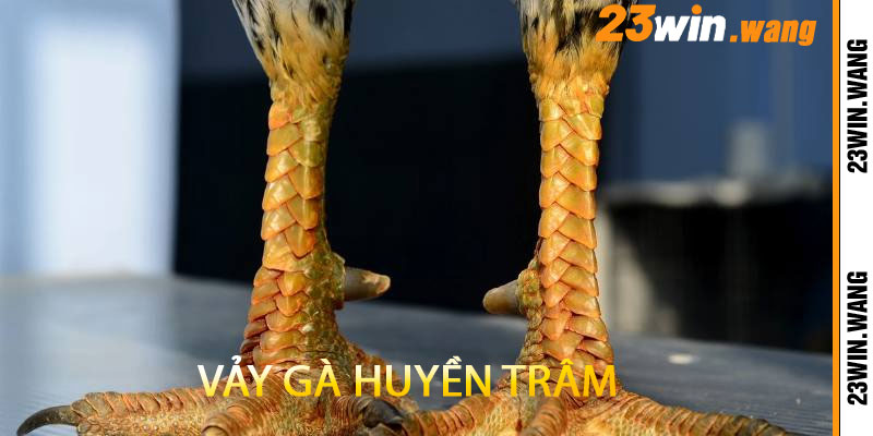 Vảy Gà Huyền Trâm